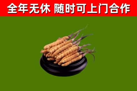 湖口回收冬虫夏草