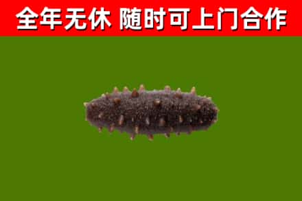 湖口回收海参干